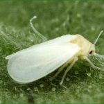 imago
